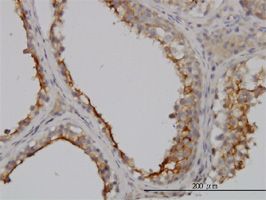 GGT1 antibody (ab55138) used in immunohistochemistry at 3ug/ml on formalin fixed and paraffin embedded human testis.