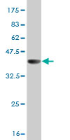 Western blot against tagged recombinant protein immunogen using ab55142 GH2 antibody at 1ug/ml.
