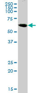 Anti-GHDC antibody (ab69269) at 1/500 dilution + human kidney tissue lysate at 25 µgSecondaryGoat Anti-Mouse IgG (H&L)-HRP Conjugate at 1/2500 dilution