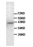 Rat liver lysate, 1:500 dilution.