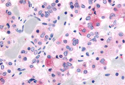 Immunohistochemistry of formalin-fixed, paraffin-embedded Human pituitary anterior tissue labelling Ghrelin Receptor with ab150514 at 5 µg/ml.