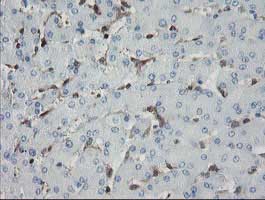 Immunohistochemical analysis of paraffin-embedded Human liver tissue labelling GIMAP4 with ab131659 at 1/150 dilution.