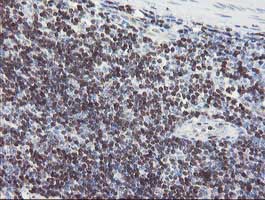 Immunohistochemical analysis of paraffin-embedded Human tonsil tissue labelling GIMAP4 with ab131659 at 1/150 dilution.