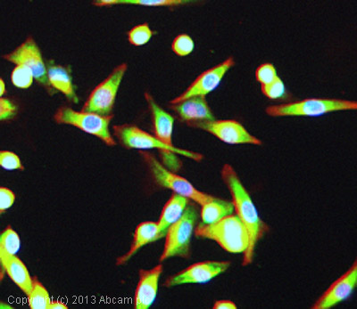 ICC/IF image of ab113890 stained Malme-3M cells. The cells were 100% methanol fixed (5 min) and then incubated in 1%BSA / 10% normal goat serum / 0.3M glycine in 0.1% PBS-Tween for 1h to permeabilise the cells and block non-specific protein-protein interactions. The cells were then incubated with the antibody (ab113890, 5µg/ml) overnight at +4°C. The secondary antibody (green) was ab96899, DyLight® 488 goat anti-rabbit IgG (H+L) used at a 1/250 dilution for 1h. Alexa Fluor® 594 WGA was used to label plasma membranes (red) at a 1/200 dilution for 1h. DAPI was used to stain the cell nuclei (blue) at a concentration of 1.43µM.