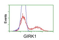 HEK293T cells transfected with either GIRK1 overexpress plasmid (Red) or empty vector control plasmid (Blue) were immunostained with 1/100 ab119246, and then analyzed by flow cytometry.