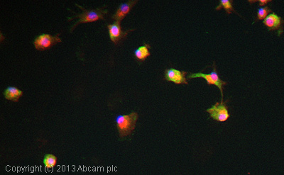ICC/IF image of ab178605 stained U87MG cells. The cells were 4% formaldehyde fixed (10 min) and then incubated in 1%BSA / 10% normal goat serum / 0.3M glycine in 0.1% PBS-Tween for 1h to permeabilise the cells and block non-specific protein-protein interactions. The cells were then incubated with the antibody (ab178605, 5µg/ml) overnight at +4°C. The secondary antibody (green) was ab96899, DyLight® 488 goat anti-rabbit IgG (H+L) used at a 1/250 dilution for 1h. Alexa Fluor® 594 WGA was used to label plasma membranes (red) at a 1/200 dilution for 1h. DAPI was used to stain the cell nuclei (blue) at a concentration of 1.43µM.