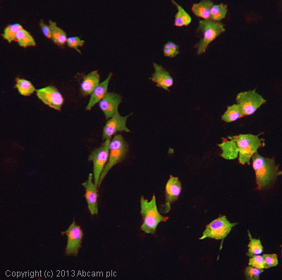 ICC/IF image of ab138333 stained U87MG cells. The cells were 4% formaldehyde fixed (10 min) and then incubated in 1%BSA / 10% normal goat serum / 0.3M glycine in 0.1% PBS-Tween for 1h to permeabilise the cells and block non-specific protein-protein interactions. The cells were then incubated with the antibody (ab138333, 5µg/ml) overnight at +4°C. The secondary antibody (green) was ab96899, DyLight® 488 Goat anti-Rabbit IgG (H+L) used at a 1/250 dilution for 1h. Alexa Fluor® 594 WGA was used to label plasma membranes (red) at a 1/200 dilution for 1h. DAPI was used to stain the cell nuclei (blue) at a concentration of 1.43µM.