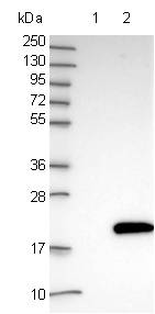 All lanes : Anti-GLIPR2 antibody (ab122059) at 1/250 dilutionLane 1 : Negative control (vector only transfected HEK293T lysate) Lane 2 : GLIPR2-transfected HEK293T over-expression Lysate (Co-expressed with a C-terminal myc-DDK tag (~3.1 kDa))developed using the ECL technique