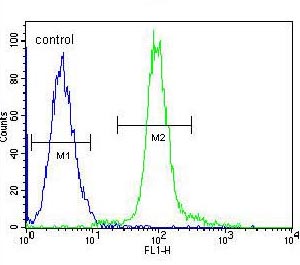 Flow cytometric analysis of K562 cells labeling GLMN with ab170776 at 1/10 dilution (right histogram) compared to negative control cells (left histogram). FITC-conjugated goat-anti-rabbit secondary antibodies were used for the analysis.