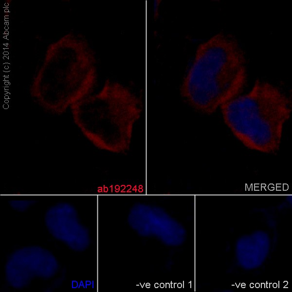 Immunofluorescent analysis of 4% paraformaldehyde-fixed, 0.1% tritonX-100 permeabilized HeLa cells labeling CRNKL1 with ab192248 at 1/50 dilution, followed by Goat anti rabbit IgG (Alexa Fluor® 555) secondary antibody (ab150078) at 1/500 dilution. Nuclear counter stain Dapi (blue).The two negative controls are ab192248 at 1/50 dilution followed by (Goat anti mouse IgG (Alexa Fluor®488) secondary antibody at 1/200 dilution.