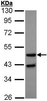Anti-Glucagon Receptor antibody - N-terminal (ab137649) at 1/1000 dilution + 293T whole cell lysate at 30 µg
