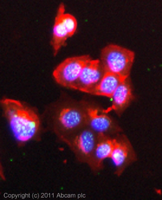 ICC/IF image of ab79231 stained MCF7 cells. The cells were 100% methanol fixed (5 min) and then incubated in 1%BSA / 10% normal goat serum / 0.3M glycine in 0.1% PBS-Tween for 1h to permeabilise the cells and block non-specific protein-protein interactions. The cells were then incubated with the antibody (ab79231, 1µg/ml) overnight at +4°C. The secondary antibody (green) was ab96899 Dylight 488 goat anti-rabbit IgG (H+L) used at a 1/250 dilution for 1h. Alexa Fluor® 594 WGA was used to label plasma membranes (red) at a 1/200 dilution for 1h. DAPI was used to stain the cell nuclei (blue) at a concentration of 1.43µM.