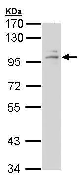Anti-Glucocorticoid Receptor antibody (ab97633) at 1/1000 dilution + A431 whole cell lysate at 30 µg