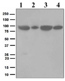 All lanes : Anti-Glucocorticoid Receptor antibody [EPR4595] (ab109022) at 1/50000 dilutionLane 1 : HeLa cell lysateLane 2 : A431 cell lysateLane 3 : Jurkat cell lysateLane 4 : HepG2 cell lysateLysates/proteins at 10 µg per lane.
