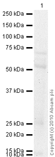 Anti-Glucose Transporter 5 GLUT5 antibody (ab41533) at 1 µg/ml + Small Intestine (Human) Tissue Lysate - adult normal tissue (ab29276) at 10 µgSecondaryGoat Anti-Rabbit IgG H&L (HRP) preadsorbed (ab97080) at 1/5000 dilutiondeveloped using the ECL techniquePerformed under reducing conditions.