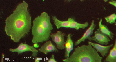 ICC/IF image of ab652 stained HeLa cells. The cells were 4% PFA fixed (10 min) and then incubated in 1%BSA / 10% normal goat serum / 0.3M glycine in 0.1% PBS-Tween for 1h to permeabilise the cells and block non-specific protein-protein interactions. The cells were then incubated with the antibody (ab652, 1/1000 dilution) overnight at +4°C. The secondary antibody (green) was Alexa Fluor® 488 goat anti-rabbit IgG (H+L) used at a 1/1000 dilution for 1h. Alexa Fluor® 594 WGA was used to label plasma membranes (red) at a 1/200 dilution for 1h. DAPI was used to stain the cell nuclei (blue) at a concentration of 1.43µM.