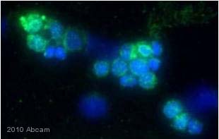 ab652 staining Glucose Transporter GLUT1 in rat bone marrow cells by Immunocytochemistry/ Immunofluorescence. The cells were formaldehyde fixed then blocked using 5% serum for 1 hour at 25°C. Samples were then incubated with primary antibody at 1/250 for 9 hours at 4°C. The secondary antibody used was a goat anti-rabbit IgG conjugated to Alexa Fluor® 488 (green) used at a 1/250 dilution. DAPI was used to stain the cell nuclei (blue).See Abreview