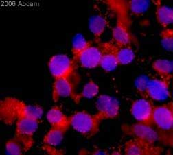 ab15309 at a 1/100 dilution staining rat cells (neural stem cells from adult subventricular zone) by Immunocytochemistry/Immunofluorescence. The cells were incubated with the antibody for 18 hours and then bound antibody was detected using a Cy3 conjugated Goat anti-rabbit IgG (H + L).This image is courtesy of an Abreview submitted by Martin Maurer.See Abreview