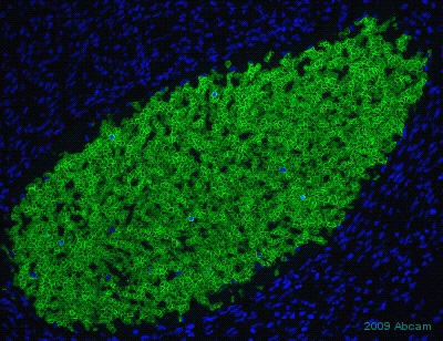 ab15309 at 1/300 dilution staining GLUT1 in human fetal heart by immunohistochemistry (frozen sections). Sections were paraformaldehyde fixed, permeabilized in saponin 0.1% in PBS prior to blocking in 10% serum for 45 minutes at 37°C and then incubated with ab15309 for 1 hour at 37°C. Alexa fluor® 488 goat polyclonal to rabbit Ig, diluted 1/600, was used as the secondary antibody.See Abreview