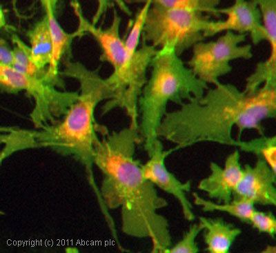 ICC/IF image of ab15309 stained HepG2 cells. The cells were 100% methanol fixed (5 min) and then incubated in 1%BSA / 10% normal goat serum / 0.3M glycine in 0.1% PBS-Tween for 1h to permeabilise the cells and block non-specific protein-protein interactions. The cells were then incubated with the antibody (ab15309, 1µg/ml) overnight at +4°C. The secondary antibody (green) was DyLight® 488 goat anti-rabbit IgG - H&L, pre-adsorbed (ab96899) used at a 1/250 dilution for 1h. Alexa Fluor® 594 WGA was used to label plasma membranes (red) at a 1/200 dilution for 1h. DAPI was used to stain the cell nuclei (blue) at a concentration of 1.43µM.