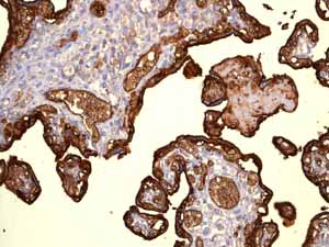 ab115730 showing positive staining in Normal liver tissue.