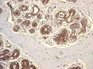ab115730 showing positive staining in Normal breast tissue.