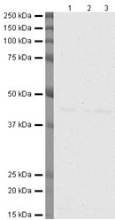All lanes : Anti-Glucose Transporter GLUT1 antibody [SPM498] (ab40084)Lane 1 : Cell lysates prepared from NIH3T3 cellsLane 2 : Cell lysates prepared from MDA MB 231 cellsLane 3 : Cell lysates prepared from HeLa cells