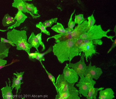 ICC/IF image of ab40084 stained HepG2 cells. The cells were 4% PFA fixed (10 min) and then incubated in 1%BSA / 10% normal goat serum / 0.3M glycine in 0.1% PBS-Tween for 1h to permeabilise the cells and block non-specific protein-protein interactions. The cells were then incubated with the antibody (ab40084, 5µg/ml) overnight at +4°C. The secondary antibody (green) was DyLight® 488 goat anti-mouse IgG - H&L, pre-adsorbed (ab96879) used at a 1/250 dilution for 1h. Alexa Fluor® 594 WGA was used to label plasma membranes (red) at a 1/200 dilution for 1h. DAPI was used to stain the cell nuclei (blue) at a concentration of 1.43µM.