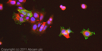 ICC/IF image of ab54460 stained MCF7 cells. The cells were 4% formaldehyde fixed (10 min) and then incubated in 1%BSA / 10% normal goat serum / 0.3M glycine in 0.1% PBS-Tween for 1h to permeabilise the cells and block non-specific protein-protein interactions. The cells were then incubated with the antibody (ab54460, 5µg/ml) overnight at +4°C. The secondary antibody (green) was Alexa Fluor® 488 goat anti-rabbit IgG (H+L) used at a 1/1000 dilution for 1h. Alexa Fluor® 594 WGA was used to label plasma membranes (red) at a 1/200 dilution for 1h. DAPI was used to stain the cell nuclei (blue) at a concentration of 1.43µM.