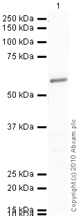 Anti-Glucose Transporter GLUT2 antibody [5D1] (ab85715) at 1 µg/ml + Pancreas (Human) Tissue Lysate - adult normal tissue (ab29816) at 10 µgSecondaryGoat Anti-Mouse IgG H&L (HRP) preadsorbed (ab97040) at 1/5000 dilutiondeveloped using the ECL techniquePerformed under reducing conditions.