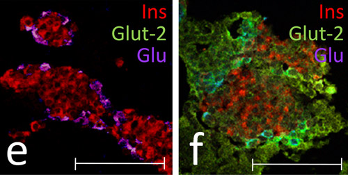 Immunohistochemical analysis of frozen pancreatic tissue in control (left) or TAT-MafA mutant (right) neonate mice. Glucose Transporter GLUT2 was stained using ab85715 (green), at 10 mg/ml. An AlexaFluor®647-conjugated donkey anti-mouse IgG was used as the secondary antibody.