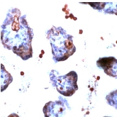 ab15312 staining Glucose Transporter GLUT3 in human placenta by Immunohistochemistry (FFPE-sections).