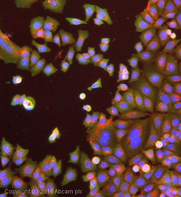 ICC/IF image of ab654 stained MCF7 cells. The cells were 4% formaldehyde fixed (10 min) and then incubated in 1%BSA / 10% normal goat serum / 0.3M glycine in 0.1% PBS-Tween for 1h to permeabilise the cells and block non-specific protein-protein interactions. The cells were then incubated with the antibody (ab654, 1/1000 dilution) overnight at +4°C. The secondary antibody (green) was Alexa Fluor® 488 goat anti-rabbit IgG (H+L) used at a 1/1000 dilution for 1h. Alexa Fluor® 594 WGA was used to label plasma membranes (red) at a 1/200 dilution for 1h. DAPI was used to stain the cell nuclei (blue) at a concentration of 1.43µM.