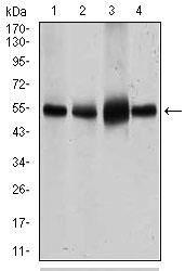 All lanes : Anti-Glucose Transporter GLUT4 antibody [3G10A3] (ab166704) at 1/500 dilutionLane 1 : HeLa cell lysateLane 2 : NIH 3T3 cell lysateLane 3 : 3T3 L1 cell lysateLane 4 : mouse heart tissue lysate