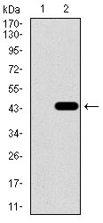 All lanes : Anti-Glucose Transporter GLUT4 antibody [3G10A3] (ab166704) at 1/500 dilutionLane 1 : HEK293 cell lysateLane 2 : Glucose Transporter GLUT4 (amino acids 224-353)-hIgGFc transfected HEK293 cell lysate