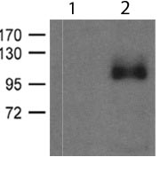 All lanes : Anti-Glutamate Receptor 1 (AMPA subtype) (phospho S836) antibody (ab119397) at 1/500 dilutionLane 1 : ControlLane 2 : Mouse Brain extract