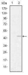 All lanes : Anti-Glutamate receptor 3 antibody [1D2] (ab130259) at 1/500 dilutionLane 1 : HEK293 cell lysate, untransfectedLane 2 : HEK293 cell lysate, transfected with Human Glutamate receptor 3-hIgGFc 
