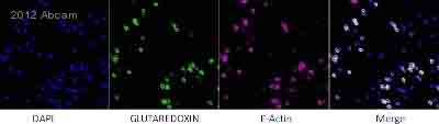 ab55059 staining Glutaredoxin 1 in human monocytes by Immunocytochemistry/ Immunofluorescence.Cells were fixed, permeabilized, blocked with 2% BSA for 1 hour at 25°C and then incubated with ab55059 at a 1/200 dilution for 4 hours at 25°C. The secondary used was an Alexa-Fluor 488 conjugated goat anti-mouse IgG (H+L), used at a 1/1000 dilution.See Abreview