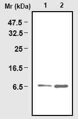 Immunoprecipitation of Glutaredoxin 1 in Jurkat cell lysate using ab16818. Lane 1: Input, Lane 2: Precipitate.