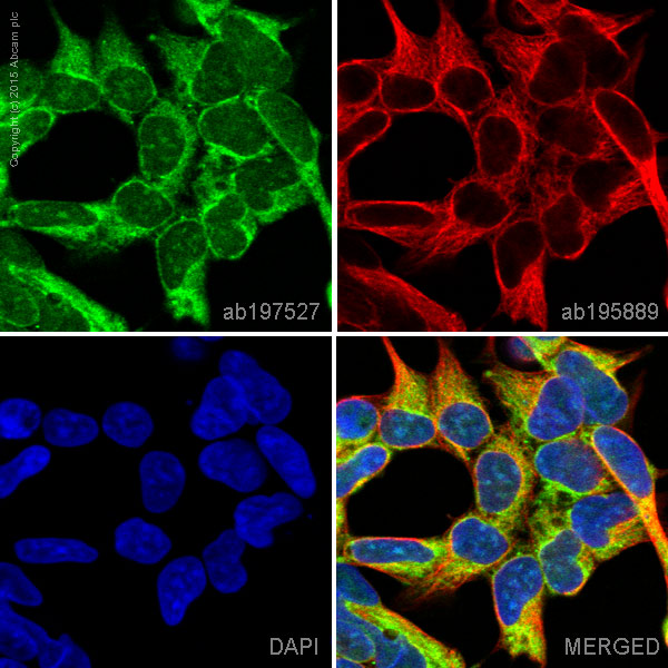 ab197527 staining Glutathione Peroxidase 1 in Hek293 cells. The cells were fixed with 100% methanol (5 min), permeabilized with 0.1% Triton X-100 for 5 minutes and then blocked with 1% BSA/10% normal goat serum/0.3M glycine in 0.1%PBS-Tween for 1h. The cells were then incubated overnight at +4°C with ab197527 at a 1/100 dilution (shown in green) and ab195889, Mouse monoclonal to alpha Tubulin (Alexa Fluor® 594), at a 1/250 dilution (shown in red). Nuclear DNA was labelled with DAPI (shown in blue).Image was taken with a confocal microscope (Leica-Microsystems, TCS SP8).