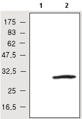 All lanes : Anti-Glutathione Peroxidase 3 antibody [23B1] (ab27325)Lane 1 : Bosc23 cell lysatesLane 2 : Bosc23 cell lysate transfected with myc-Glutathione Peroxidase 3