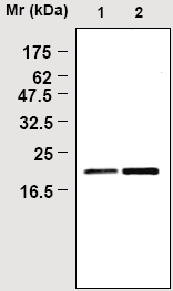 Ab16739 at a concentration of 1µg/ml lysate immunoprecipitating approx. 22kDa Glutathione peroxidase 4 from HL60 cell lysate (lane 2). Ab16800 was used to stain the Westrn blot. Lane 1) contains non-immunoprecipitated HL60 cell lysate.