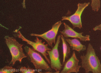 ICC/IF image of ab16737 stained HeLa cells. The cells were 4% PFA fixed (10 min) and then incubated in 1%BSA / 10% normal goat serum / 0.3M glycine in 0.1% PBS-Tween for 1h to permeabilise the cells and block non-specific protein-protein interactions. The cells were then incubated with the antibody (ab16737, 1µg/ml) overnight at +4°C. The secondary antibody (green) was Alexa Fluor® 488 goat anti-mouse IgG (H+L) used at a 1/1000 dilution for 1h. Alexa Fluor® 594 WGA was used to label plasma membranes (red) at a 1/200 dilution for 1h. DAPI was used to stain the cell nuclei (blue) at a concentration of 1.43µM.