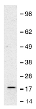ab3727 at a 1/1000 dilution staining ~ 20 kDa Glutathione Peroxidase 7 in 35µg of HeLa whole cell lysate. ECL detection.