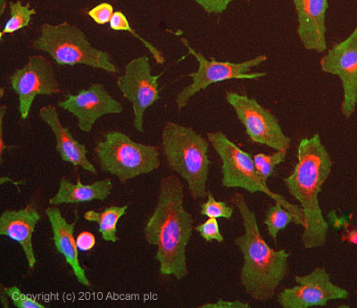 ICC/IF image of ab56550 stained HeLa cells. The cells were 100% methanol fixed (5 min) and then incubated in 1%BSA / 10% normal goat serum / 0.3M glycine in 0.1% PBS-Tween for 1h to permeabilise the cells and block non-specific protein-protein interactions. The cells were then incubated with the antibody (ab56550, 5µg/ml) overnight at +4°C. The secondary antibody (green) was Alexa Fluor® 488 goat anti-mouse IgG (H+L) used at a 1/1000 dilution for 1h. Alexa Fluor® 594 WGA was used to label plasma membranes (red) at a 1/200 dilution for 1h. DAPI was used to stain the cell nuclei (blue) at a concentration of 1.43µM.