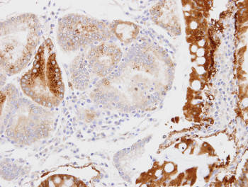 Immunohistochemical analysis of paraffin-embedded Human stomach tissue labeling Glycerol 3 Phosphate Dehydrogenase with ab153902 at 1/100 dilution.