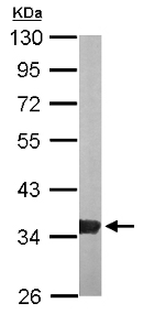 Anti-Glycerol 3 Phosphate Dehydrogenase antibody (ab153902) at 1/1000 dilution + Mouse brain whole cell lysate at 50 µg