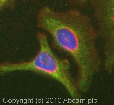 ICC/IF image of ab70136 stained HeLa cells. The cells were 100% methanol fixed (10 min) and then incubated in 1%BSA / 10% normal goat serum / 0.3M glycine in 0.1% PBS-Tween for 1h to permeabilise the cells and block non-specific protein-protein interactions. The cells were then incubated with the antibody (ab70136, 5µg/ml) overnight at +4°C. The secondary antibody (green) was Alexa Fluor® 488 goat anti-rabbit IgG (H+L) used at a 1/1000 dilution for 1h. Alexa Fluor® 594 WGA was used to label plasma membranes (red) at a 1/200 dilution for 1h. DAPI was used to stain the cell nuclei (blue) at a concentration of 1.43µM.