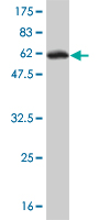 Western blot against tagged recombinant protein immunogen using ab55134 Glycerol 3 Phosphate Dehydrogenase antibody at 1ug/ml.
