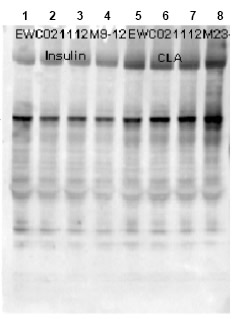 All lanes : Anti-Glycogen synthase 1 (phospho S640) antibody (ab2479) at 1/1000 dilutionLane 1 : mock treated mouse cardiac myocyte lysate at 12 µlLane 2 : insulin (10 nM, 15min) treated mouse cardiac myocyte lysate at 12 µlLane 3 : insulin (100 nM, 15min) treated mouse cardiac myocyte lysate at 12 µlLane 4 : insulin (1 mM, 15min) treated mouse cardiac myocyte lysate at 12 µlLane 5 : mock treated mouse cardiac myocyte lysate at 12 µlLane 6 : CLA treated (4 nM, 45min) mouse cardiac myocyte lysate at 12 µlLane 7 : CLA treated (20 nM, 45min) mouse cardiac myocyte lysate Lane 8 : CLA treated (100 nM, 45min) mouse cardiac myocyte lysate SecondaryGoat Anti-Rabbit IgG H&L (HRP) preadsorbed (ab7090) at 1/5000 dilutionRabbit polyclonal to phospho Glycogen Synthase (Ser 640) used at a 1/1000 dilution to detect human muscle GS by Western blot.  Approximately 12 ul of a mouse cardiac myocyte lysate was loaded per lane on a 4-20% Criterion gel for SDS-PAGE.  Samples were either mock treated (lanes 